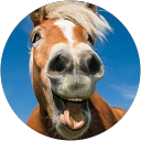 hoof hearted profile picture